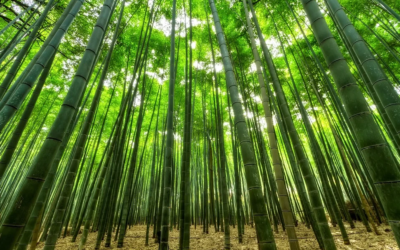 Three tips for your business growth